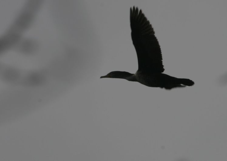 cormorant_flight
